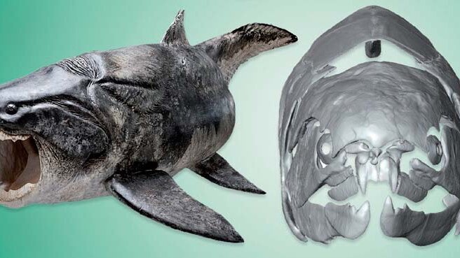 石器时代齿科填充物确定的发现