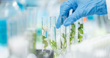 Pflanzenstoff Morin als möglicher Baustein zukünftiger Parodontitistherapien