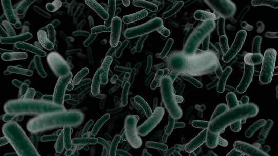 Una sostanza anticarie per sconfiggere definitivamente lo Streptococco mutans