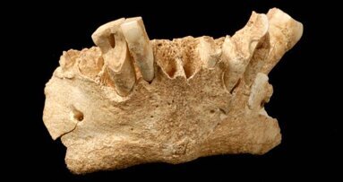 Ancient dental plaque reveals dietary habits of early human species
