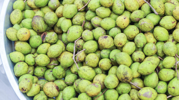 Indian walnut fruit beneficial in preventing periodontitis