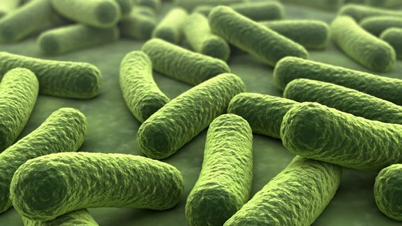 Wie können Karies verursachende Bakterien im Zahnbelag überleben?