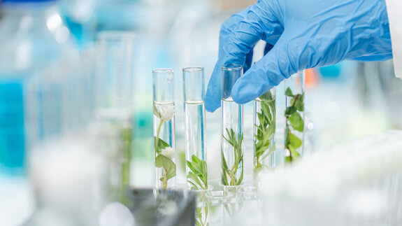 Pflanzenstoff Morin als möglicher Baustein zukünftiger Parodontitistherapien