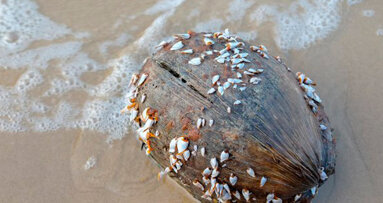 Ispirarsi alla natura per migliorare la biocompatibilità degli impianti