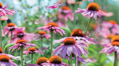 Un remède pour les verrues gênantes et la maladie parodontale