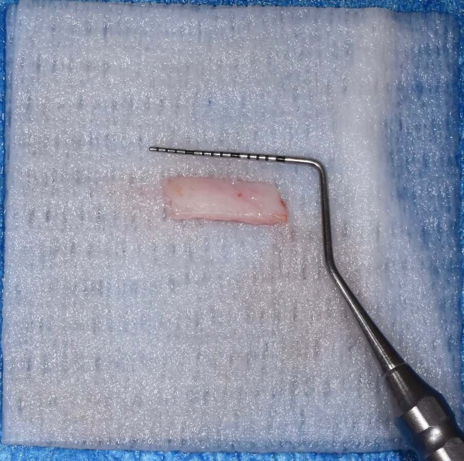 Fig. 10 - Innesto prelevato.