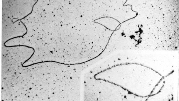 Chinezen ontdekken DNA-vaccin tegen cariës