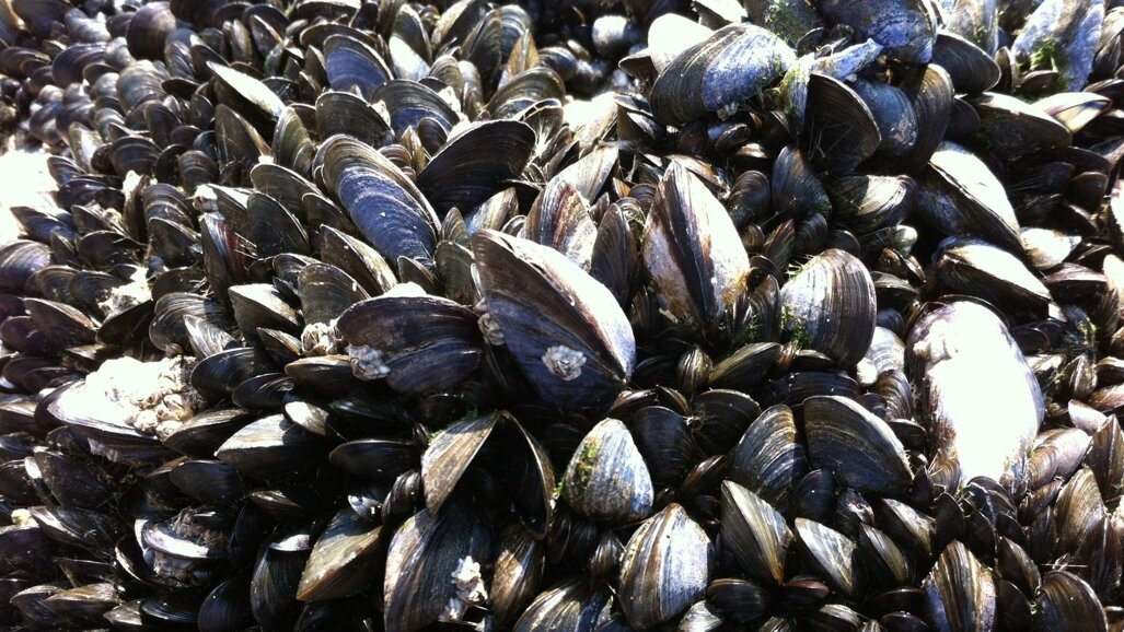 Mossel-geïnspireerde stof verbetert de binding van bestanddelen in tandvullingen