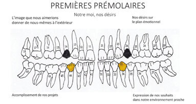 Ce que nos dents disent de nous — Partie II