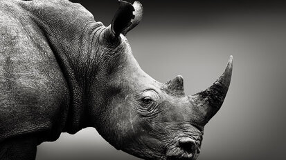 Scientists extract extensive data from 1.77 million-year-old rhino tooth Scientists extract extensive data from 1.77 million-year-old rhino tooth