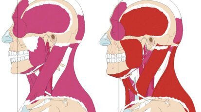 Posturologie et dentisterie: une correspondance possible?