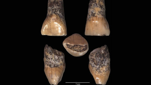 Trovato ad Isernia il dente deciduo di un bimbo di 600 mila anni fa. Molto probabilmente il resto umano più antico scoperto in Italia