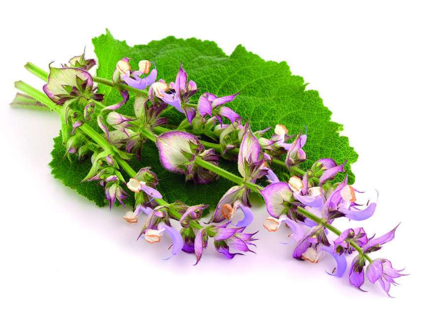 Sauge éclatée (Photo : Shutterstock/Spline)