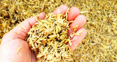 Учени от Малайзия използват отпадъци от храна за производството на композит