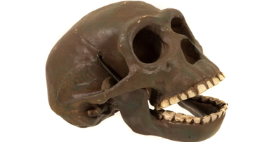 Kariesbehandlung schon in der Jungsteinzeit