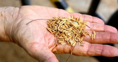 Dental composite resin from rice husk