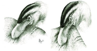 Dentes de dinossauro dão insight sobre seus hábitos alimentares