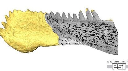 Der evolutionäre Ursprung unserer Zähne