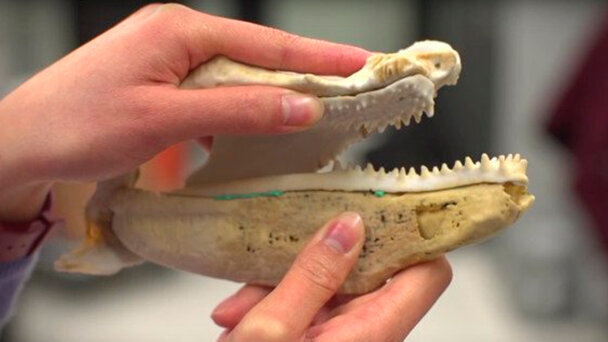 La moderna tecnologia rintraccia l’origine dei denti