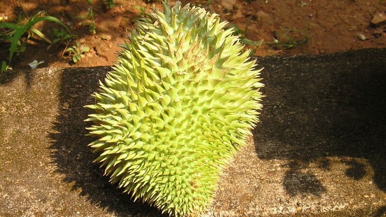 Doerian mogelijk effectief tegen cariës