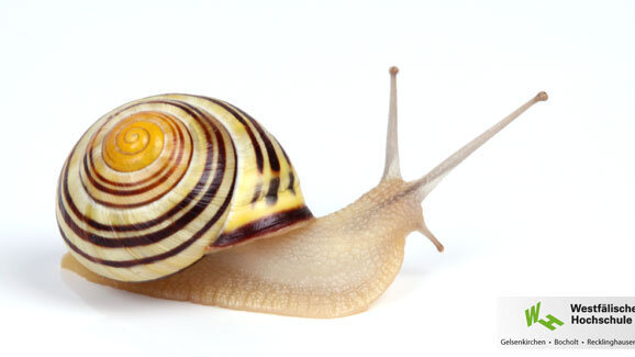 Hochschule sorgt mit Schneckentechnik für sauberere Zähne