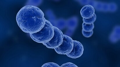 Bakterium gegen Bakterium