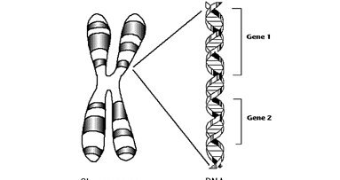 How cancer virus deploys body's gene defences
