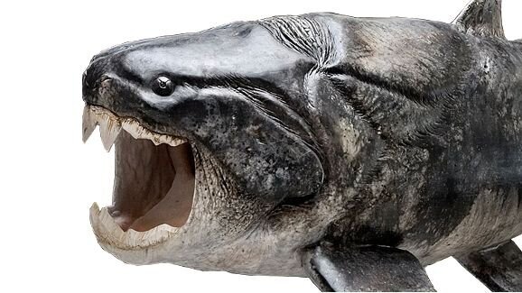 Researchers discover the origin of teeth