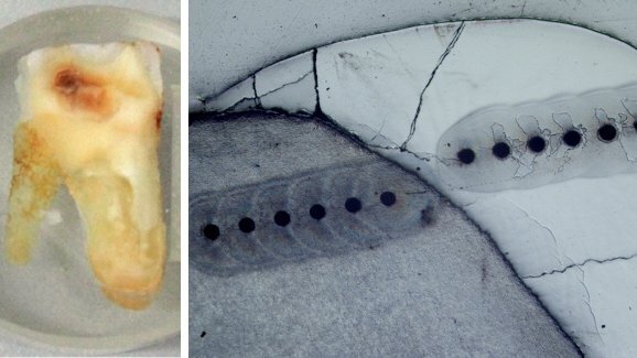 Naukowcy znaleźli nowe dowody na temat diety średniowiecznej ludności