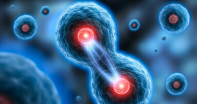 Forscher untersuchen Signalprozesse bei Stammzellen