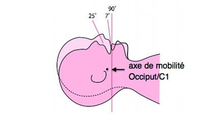 Les patients n’en font qu’à leur tête. Alors comment manipuler la tête et les cervicales de nos patients ? Leçon 5