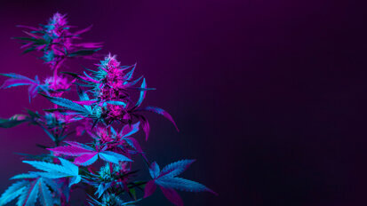 Study points to lack of formal education on cannabis in dentistry