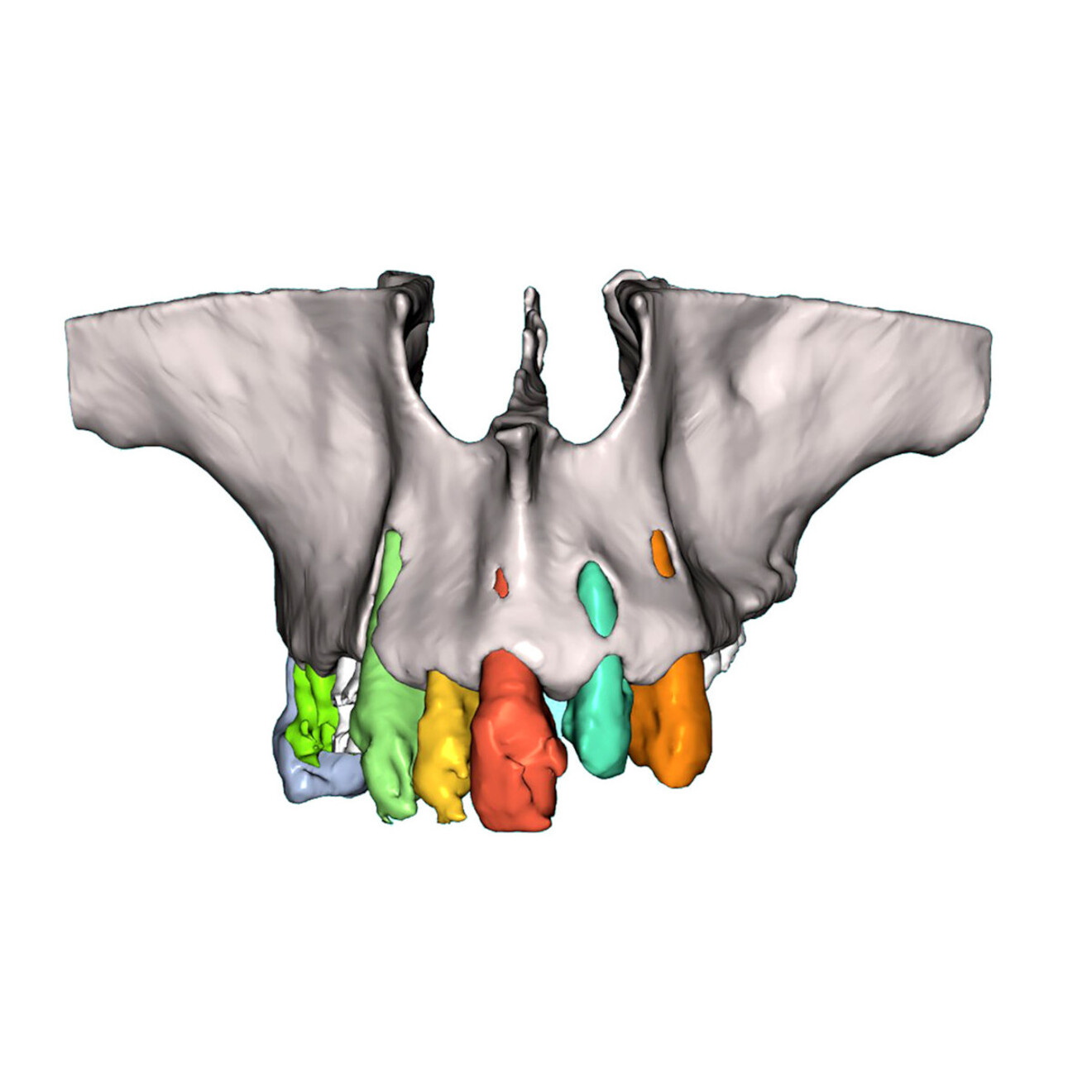 Fig. 5c: Frontal view.