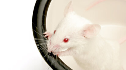 ‘Bioteeth’ a step closer to becoming clinical reality