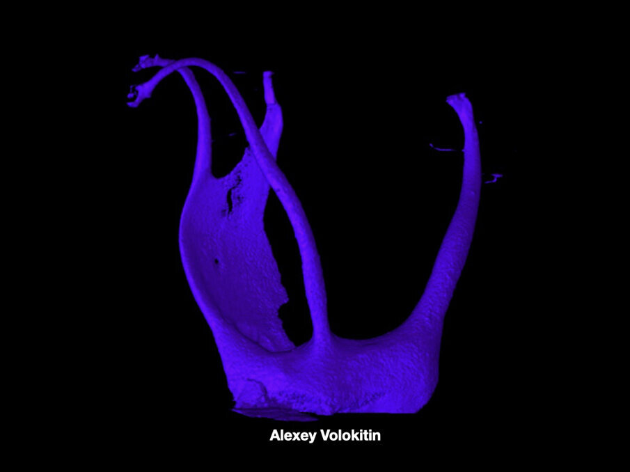 Fig. 11 (Image:  Alexey Volokitin)