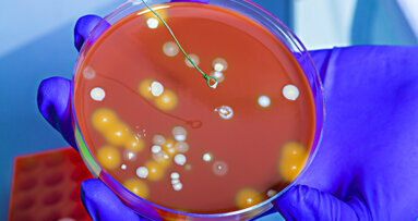 Study: Bib clips can harbor bacteria even after disinfection