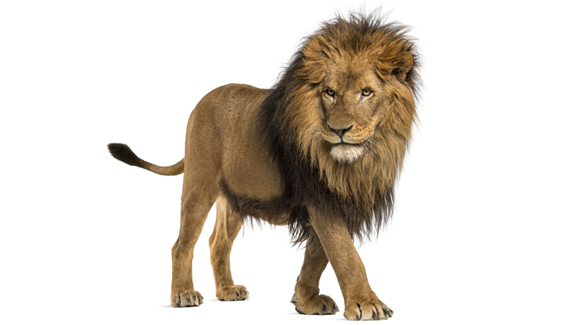 Protest für Cecil: Zahnarzt muss seine Praxis schließen
