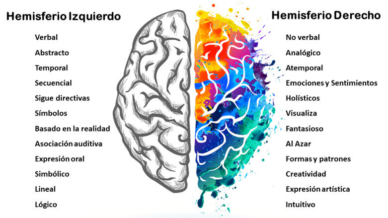 Hemisferios cerebrales: neuronas espejo y empatía