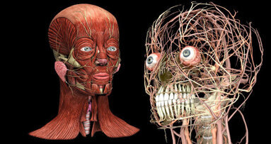 3-D digital head and neck to revolutionise dental training