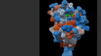 Schweizer Forscher entschlüsseln Mechanismus für Immunantwort