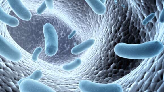 Bakterien täuschen Immunsystem mit Tarnkappe