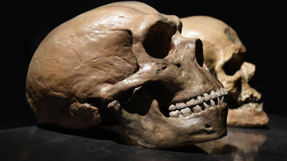 DNA ze zubního plaku ukazuje, že neandertálci používali přírodní analgetika