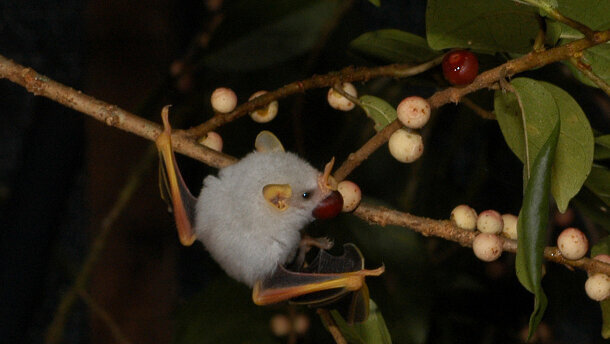 Vorbild Fledermaus