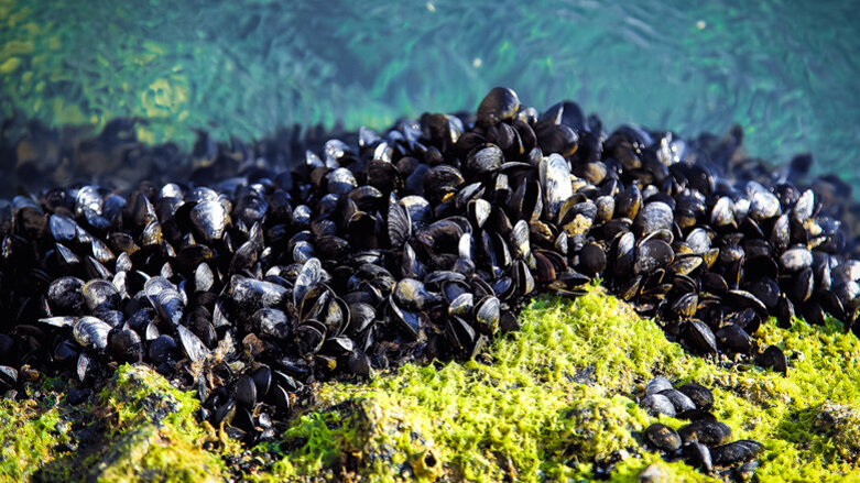 Mussels help researchers develop tougher restorative product