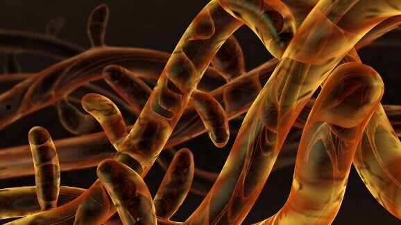 NIH grants $2 million for research into oral disease