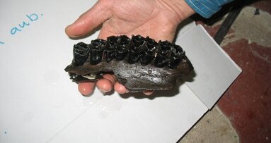 Kaak en kiezen prehistorisch reuzenhert gevonden op Texel