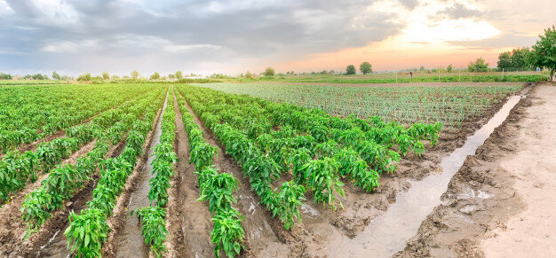 Fig.8: Farming with Gypsum waste (Source: @ilixe48, Freepik)