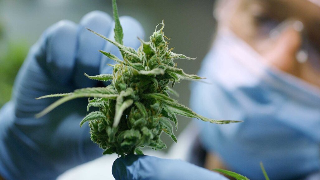 Marihuanakonsum: Testverfahren misst den THC-Gehalt im Speichel