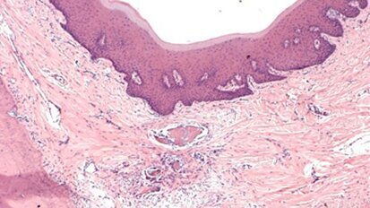 The role of biology in the orthodontic practice