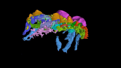 First hard evidence for outside-in theory of origin of teeth